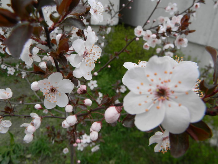 DSCN9086; Primele flori
