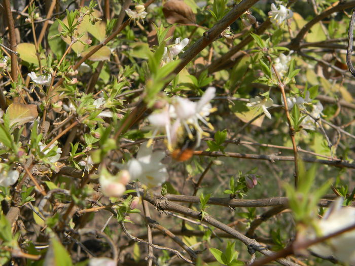 DSCN9137; Primele flori  pe faleza Dun%u0103rii
