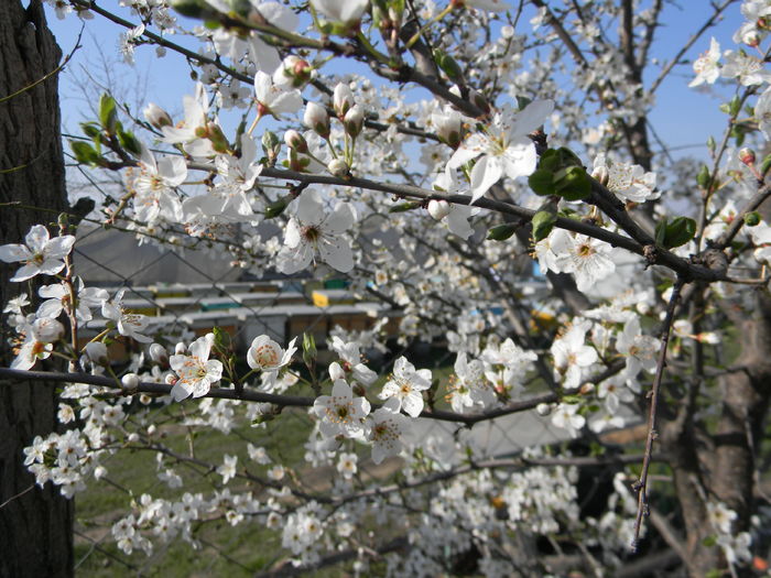 DSCN9161; Primele flori de corcodu%u0219 la stupi
