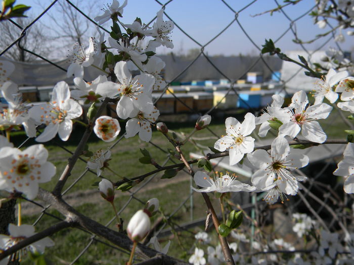 DSCN9162; Primele flori de corcodu%u0219 la stupi
