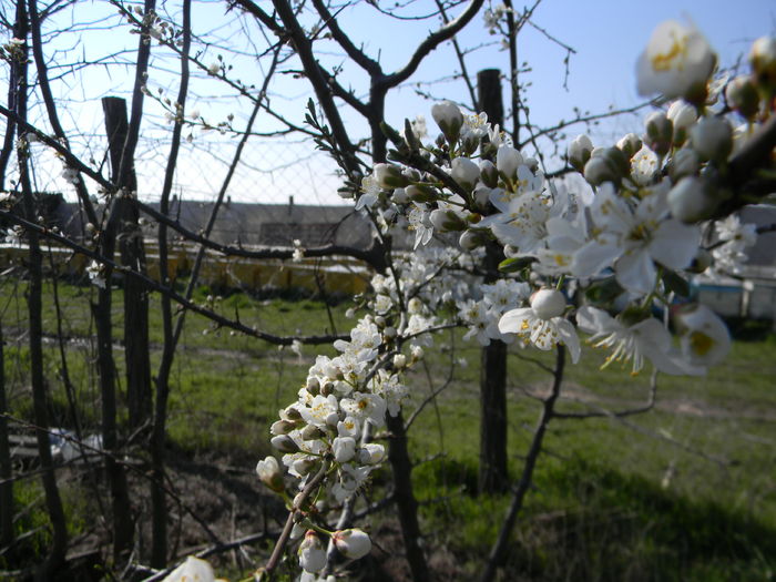 DSCN9167; Primele flori de corcodu%u0219 la stupi
