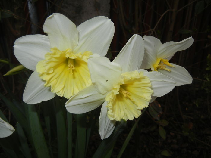 Narcissus Ice Follies (2016, March 15)