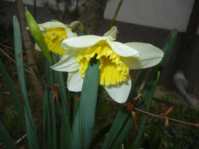 Narcissus Ice Follies (2016, March 15)