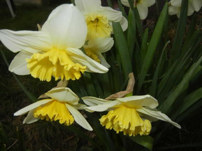 Narcissus Ice Follies (2016, March 15)