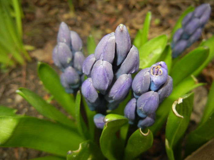 Hyacinth Delft Blue (2016, March 13) - Hyacinth Delft Blue