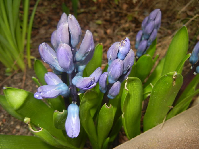 Hyacinth Delft Blue (2016, March 15) - Hyacinth Delft Blue