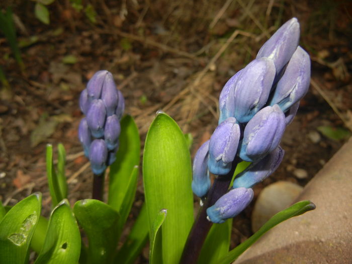 Hyacinth Delft Blue (2016, March 15) - Hyacinth Delft Blue
