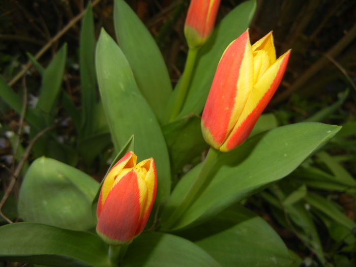 Tulipa Stresa (2016, March 13)