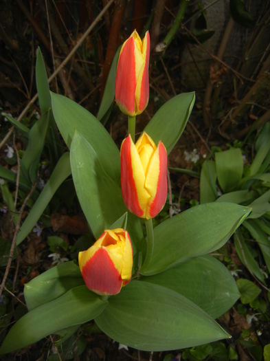 Tulipa Stresa (2016, March 15)