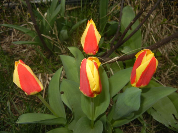 Tulipa Stresa (2016, March 15)