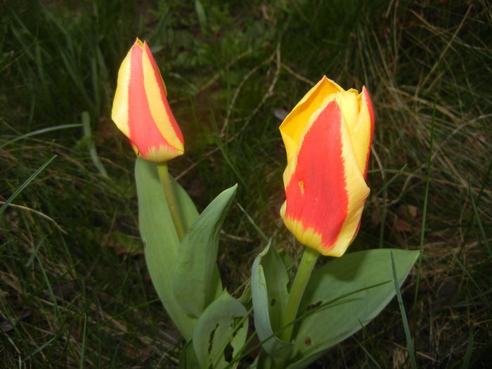 Tulipa Stresa (2016, March 15)