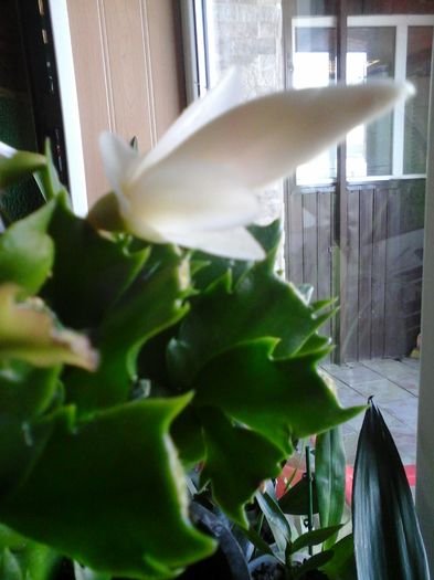 20160318_094214 - Schlumbergera alb -multumesc Andreiandrei