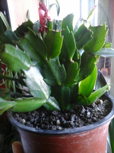 20160318_094122 - Schlumbergera rosu portocaliu-multumesc Andreiandrei