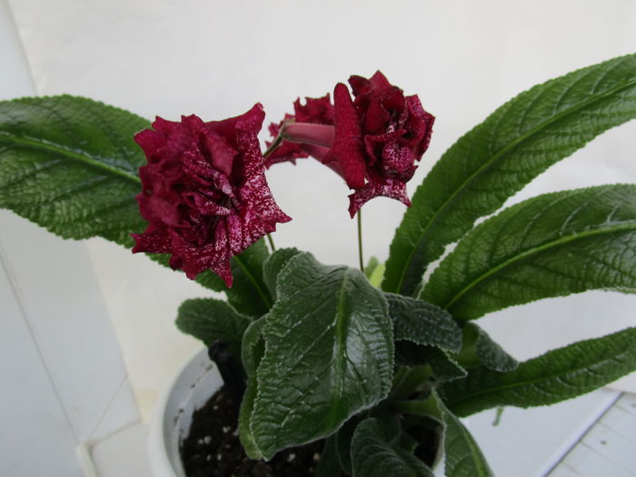 DS-1130 (18-03-2016) - Streptocarpusi 2016