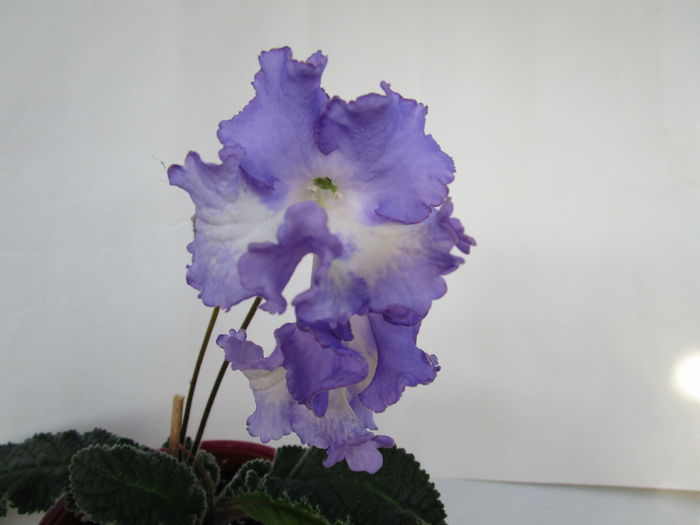 Nona (18-03-2016) - Streptocarpusi 2016