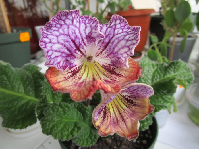 Obol (18-03-2016) - Streptocarpusi 2016