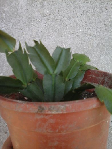 20160318_113959 - Schlumbergera galben-multumesc Andreiandrei