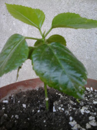 20160318_113922 - Hibiscus White pride of hankins-multumesc Olgutza