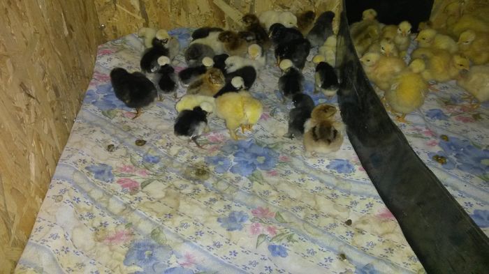 au apărut goangele - Start 2016