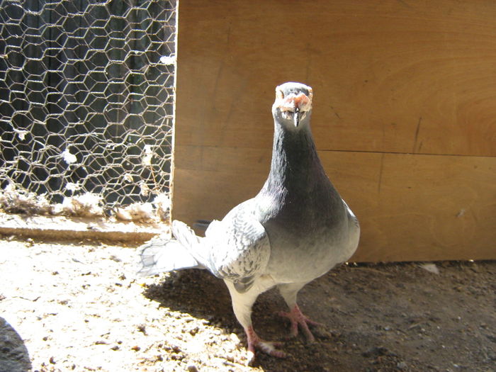 CAPUL SUS SI PRIVIREA INAINTE...