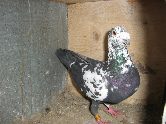 SI DACA M-AI FI PICTAT NU AS FI FOST ASA