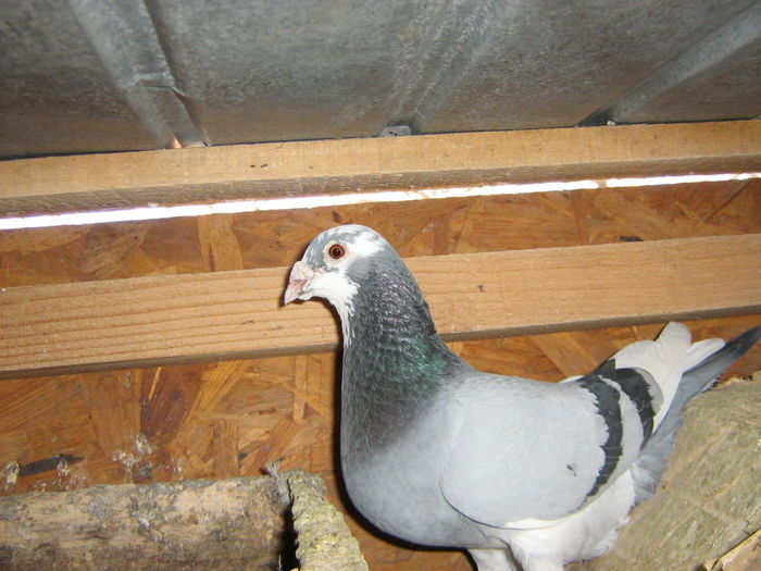 c097 - matca 2014_ Amintiri