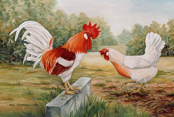 red leghorn