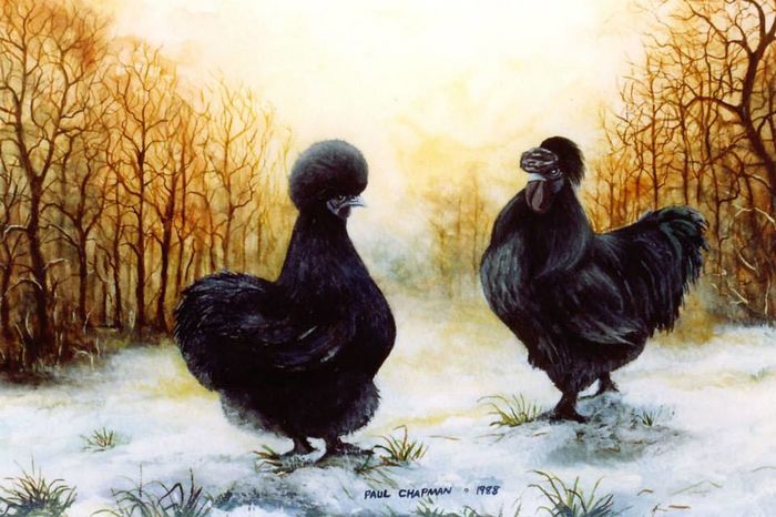 11201878_1593089877623572_512182748067941648_n