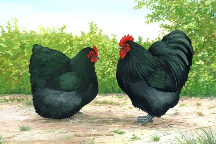Black Orpingtons - gaini  de rase diferite