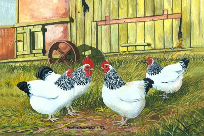 Light Sussex Bantams