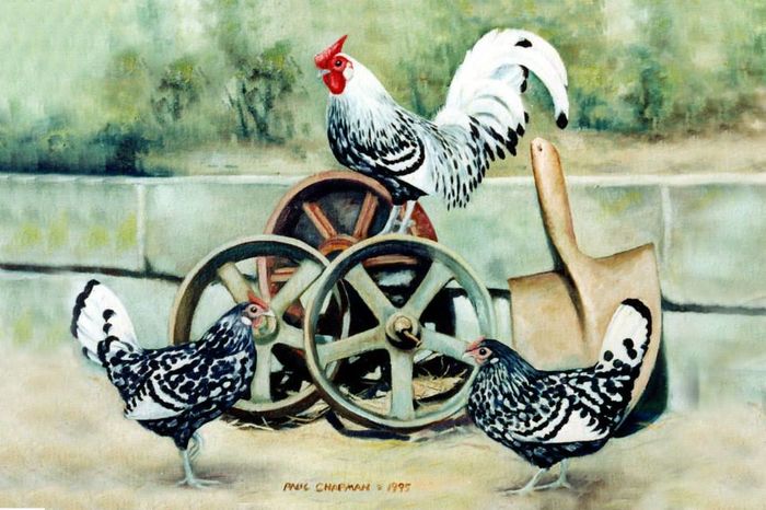 Silver Spangled Hamburghs2 - gaini  de rase diferite