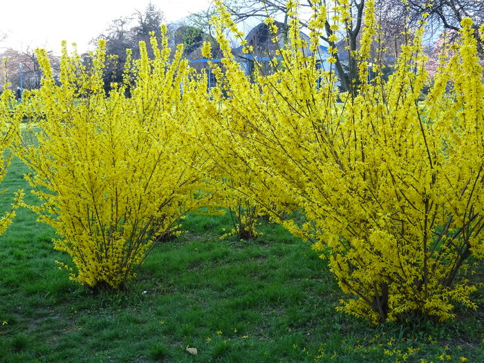 DSC03877 - 4 In Parcul Circului