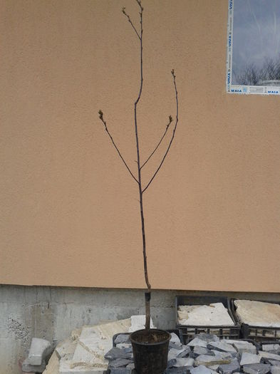 prun rosu ornamental 10-25lei - 0 Plante ornamentale