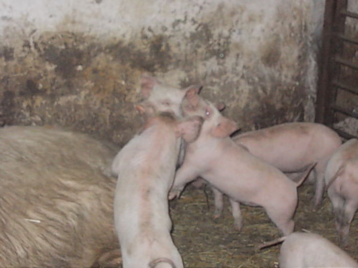  - PORCI