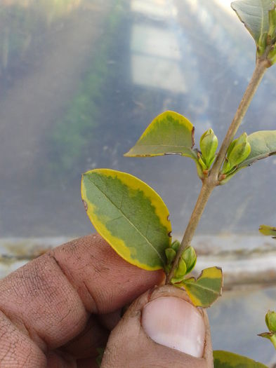 ligustrum variegat