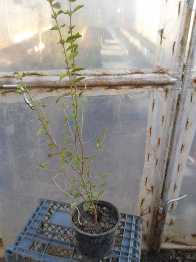 l.variegat an2=12lei