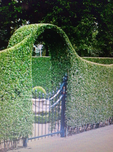 gard viu ligustrum-net