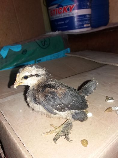 20160318_140900 - Pui pitica 2016-Am si de vanzare