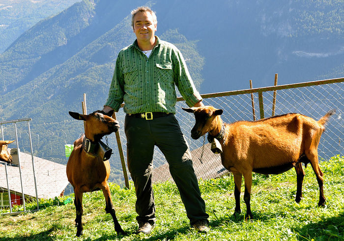 Alpinele mult dorite - Rase de oi si capre poze deosebite 11