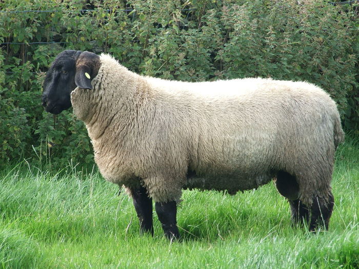 Berbec Suffolk mare-ty99 - Rase de oi si capre poze deosebite 11