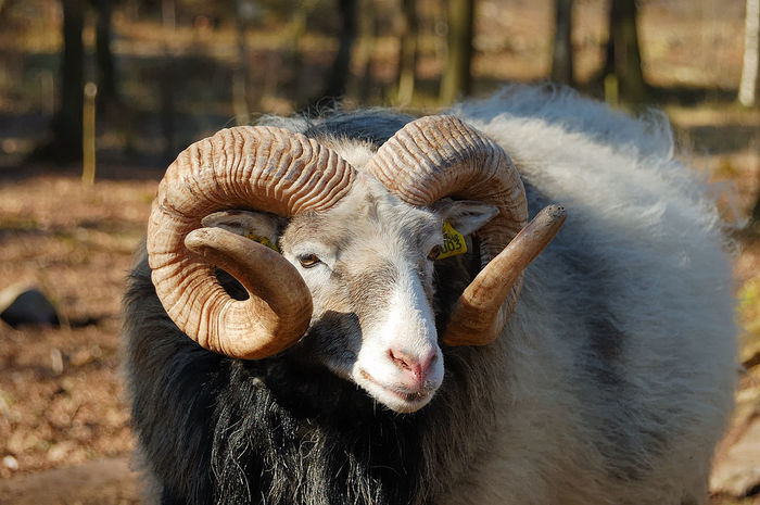 Berbecila infoiatul - Rase de oi si capre poze deosebite 11