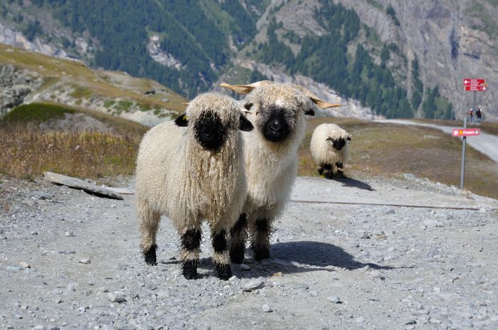 Blacknose in Alpi-4h7 - Rase de oi si capre poze deosebite 11