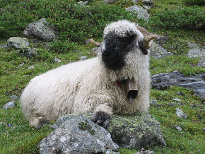 Blacknose Valais pe munte-u65 - Rase de oi si capre poze deosebite 11