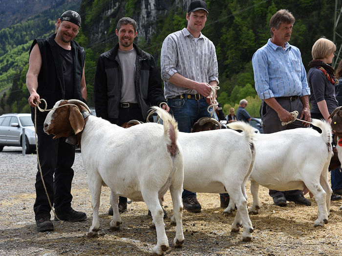 Boerii de boeri-9rt - Rase de oi si capre poze deosebite 11