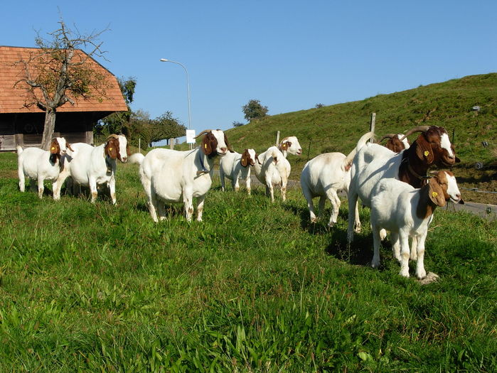 Boerii frumosi tare de tot-78 - Rase de oi si capre poze deosebite 11
