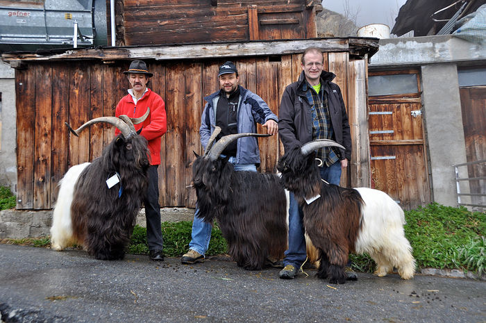 Castigatori pe varste