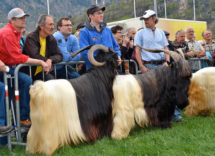 Coarne de caprine tata,,,