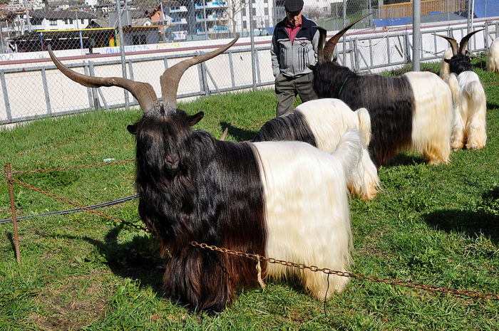 Coarnele de Walliser-uy79