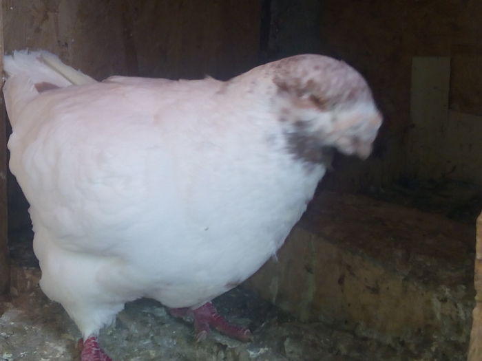 M-2013 - 2-AMERICAN GIANT HOMER