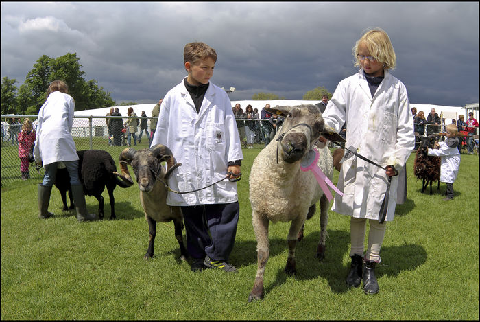 Copii cu oitele-fk87 - Rase de oi si capre poze deosebite 11